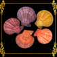 Pecten Colored | Cleaned | Pecten Nobilis | 3.5 - 4 Inches