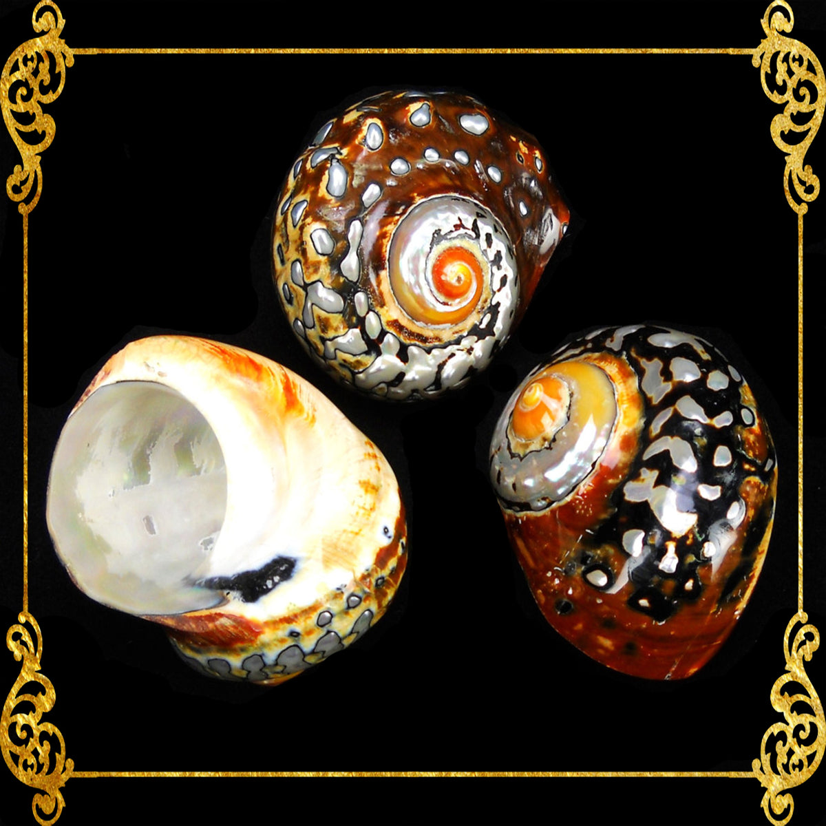 Samarticus | South African Turban | Polished | 1 - 3.5  Inches