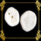 Sand Dollar | Sea Cookie |1 - 1.5 Inches