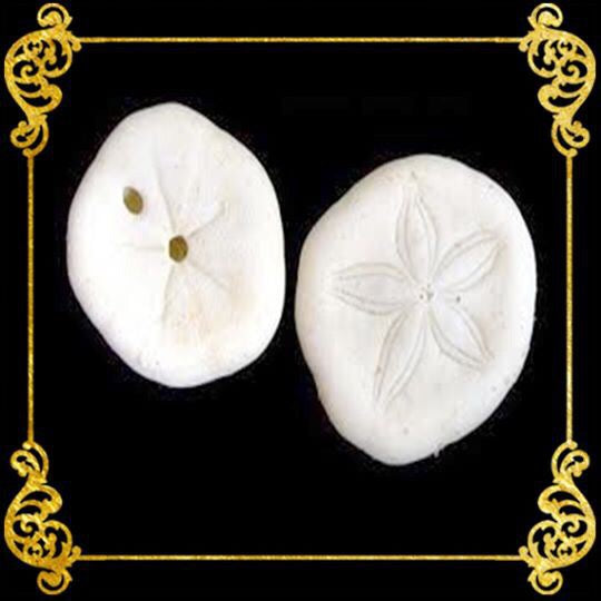 Sand Dollar | Sea Cookie |1 - 1.5 Inches