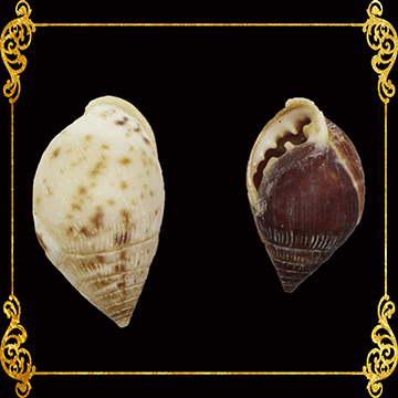 Snail Flat | Dove Shell | 0.5 - 1.5 Inches