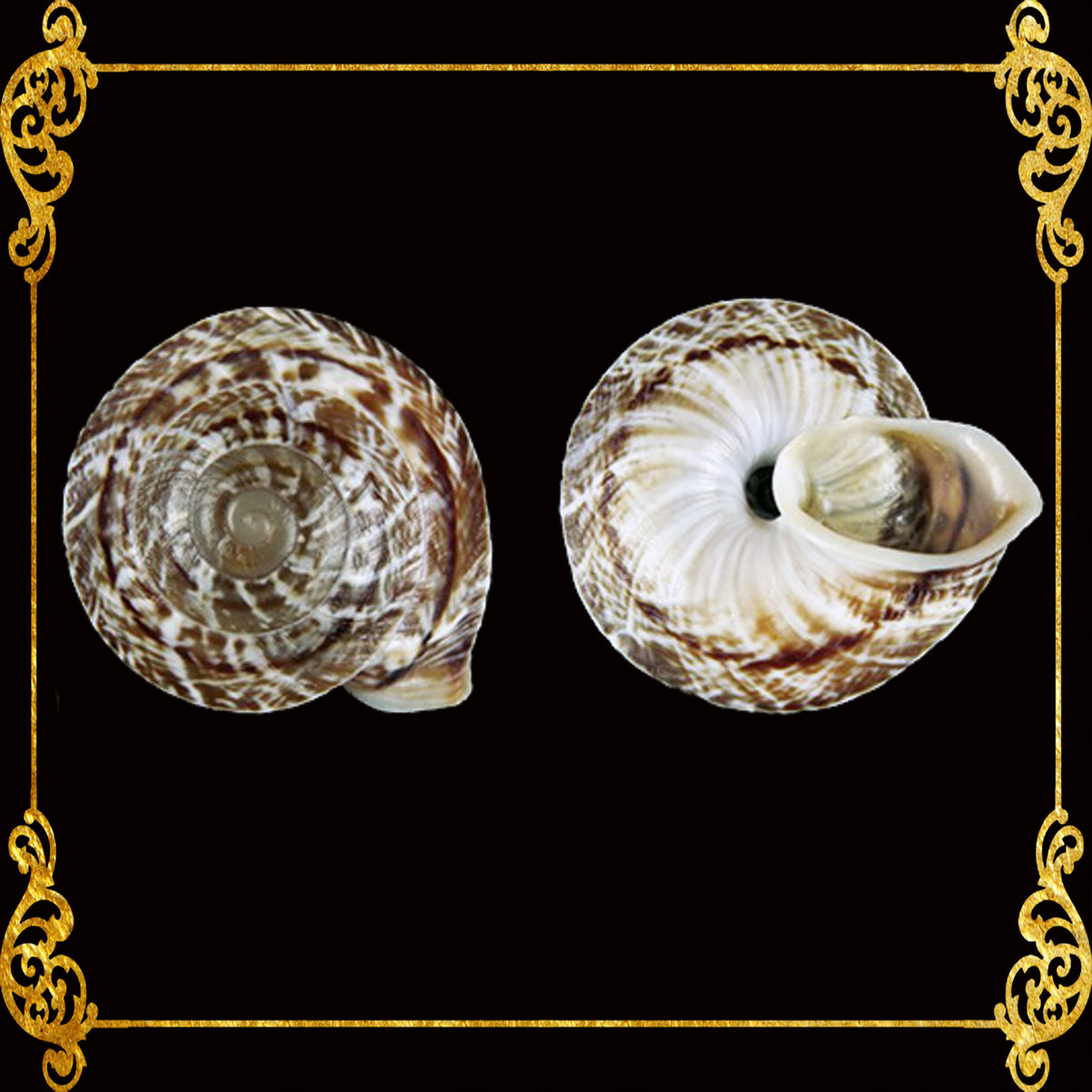 Snail Macaroni | Flattened Obba | 2 - 3 cm