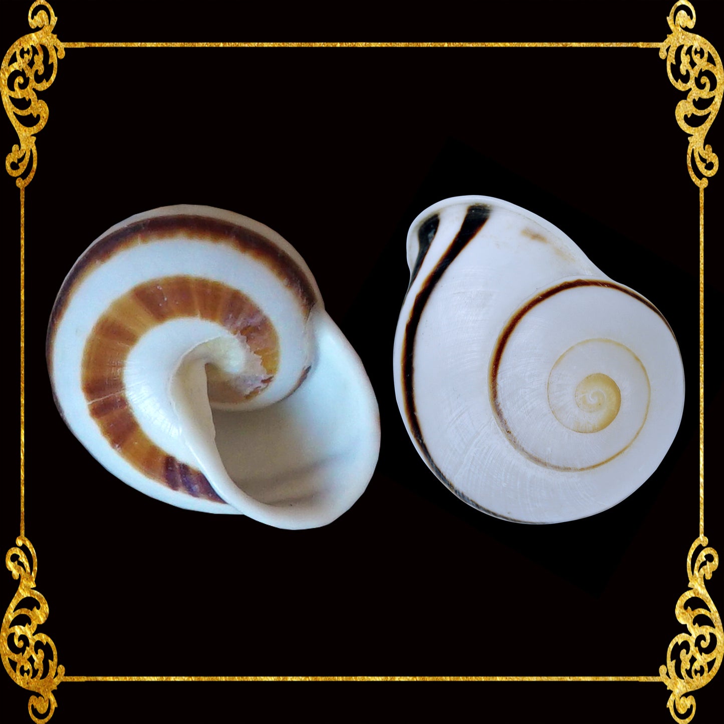 Snail | White Round | Stripe Camiguin | 1 - 1.5 Inches