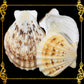 500 Grams | Pecten Radiola | Radula Scallop