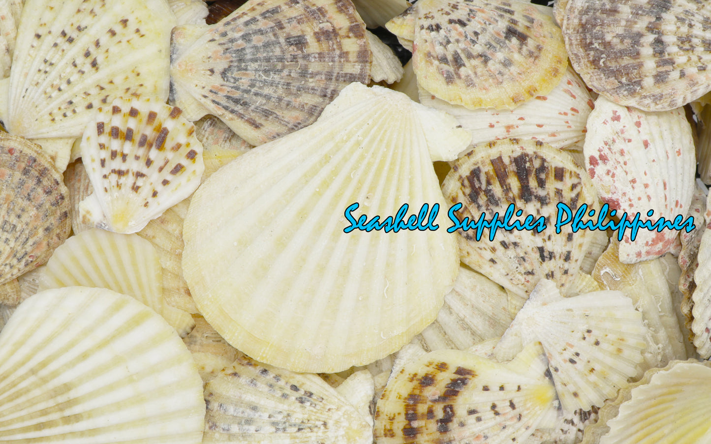 1 Kilo | Pecten Radiola | Radula Scallop | Seashells | Sea shells