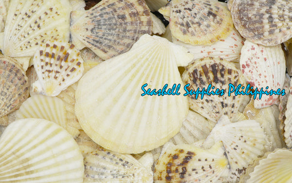 Pecten | Radula Scallop | Pecten radula
