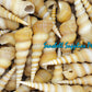 1 Kilo | Tortilla | Screw Turritella | Seashells | Sea shells