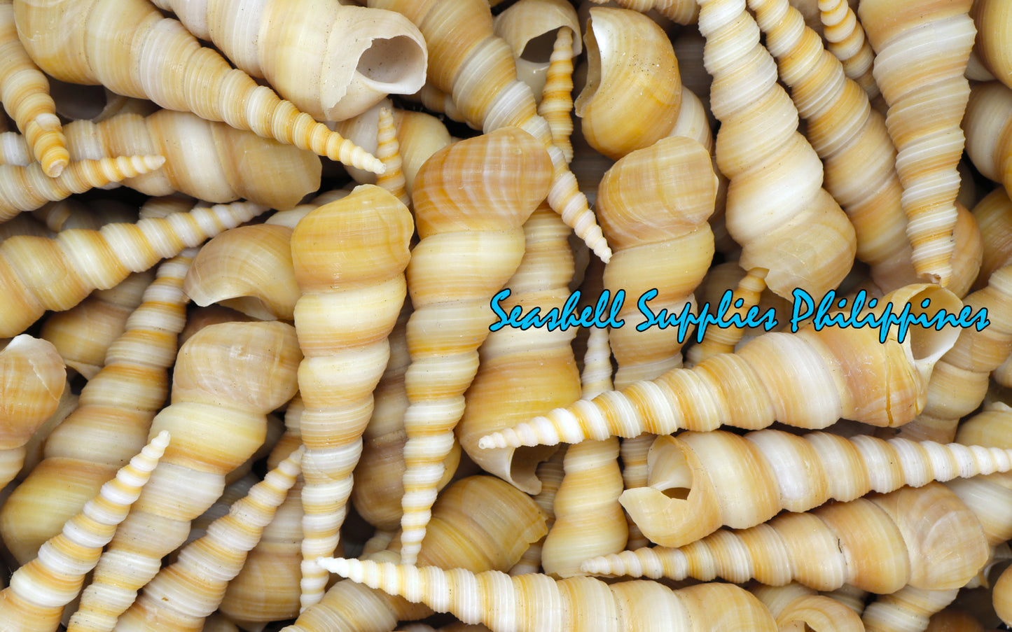 1 Kilo | Tortilla | Screw Turritella | Seashells | Sea shells