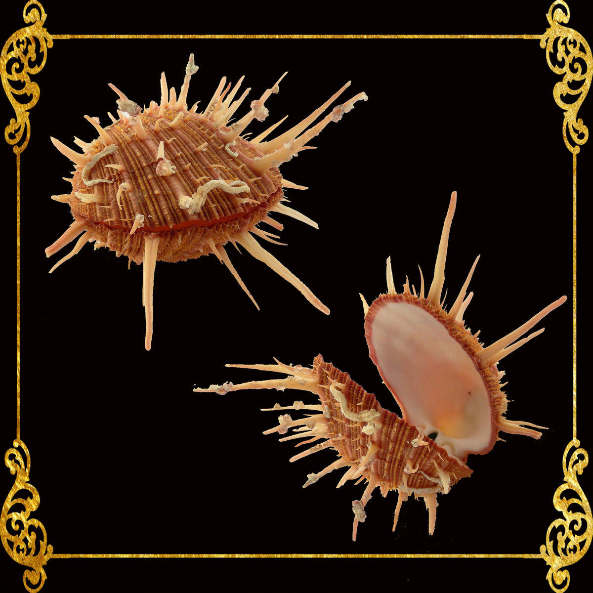 Spondylus Regius | Spiny Oyster | 4 - 6.9 Inches