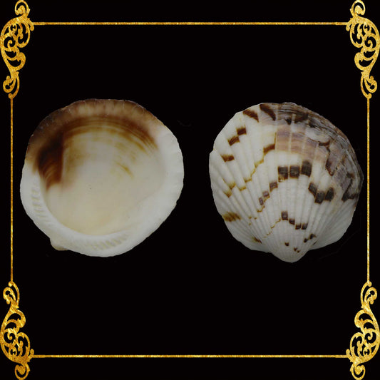 Stripe Cockle | Glycemaris Pecten | 1.5 - 2 Inches