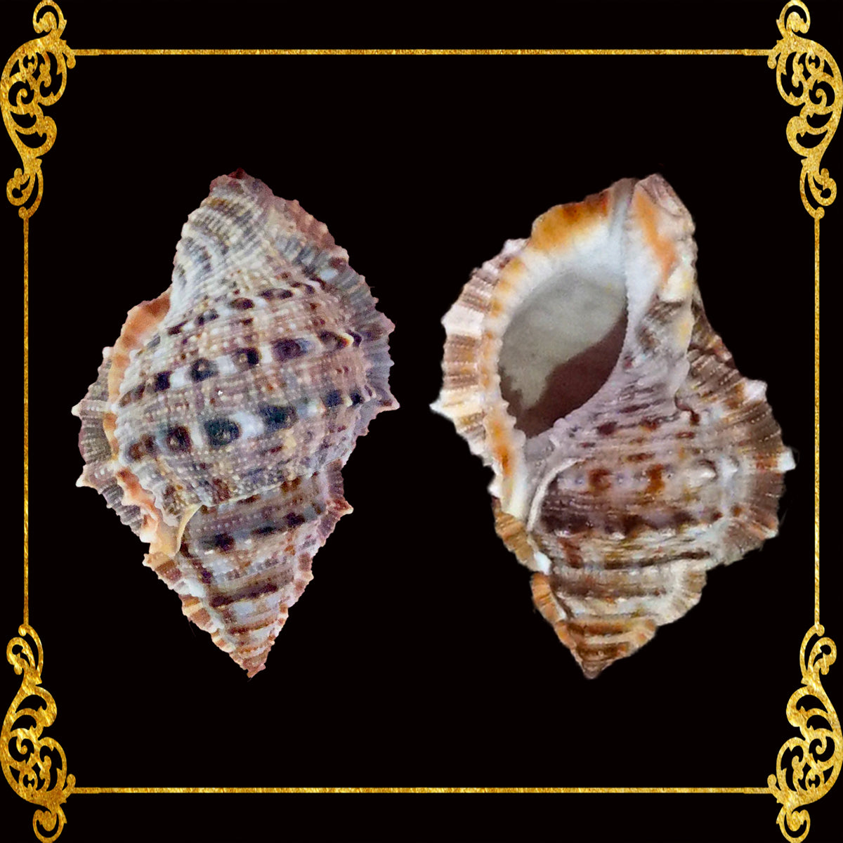 Bursa Rubeta | Tutufa Rubeta | 1 - 1.5 Inches