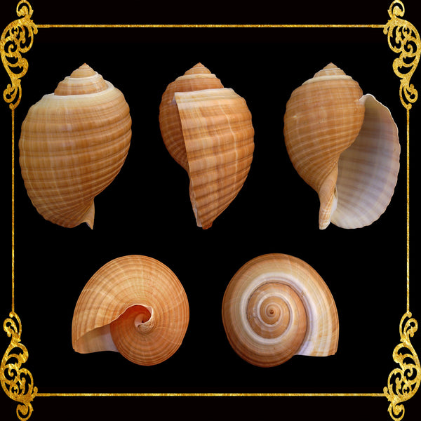 Tonna Galea | Giant Tun | 4 - 9 Inches | Medium