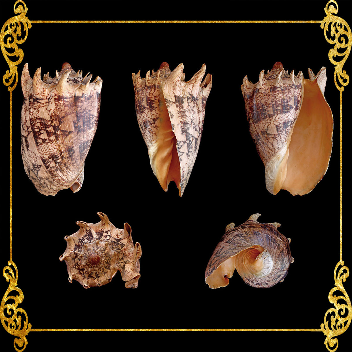 Voluta Imperiales | Cymbiola Imperialis | 3 - 10 Inches