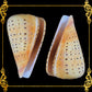 Conus Betulinus | Beech Cone | 2 - 3.5 Inches