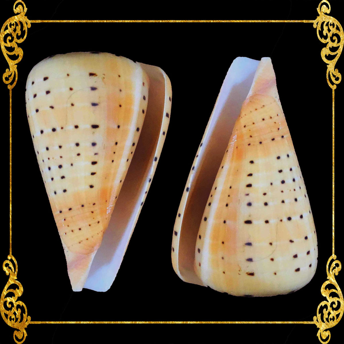 Conus Betulinus | Beech Cone | 1 - 4.5 Inches