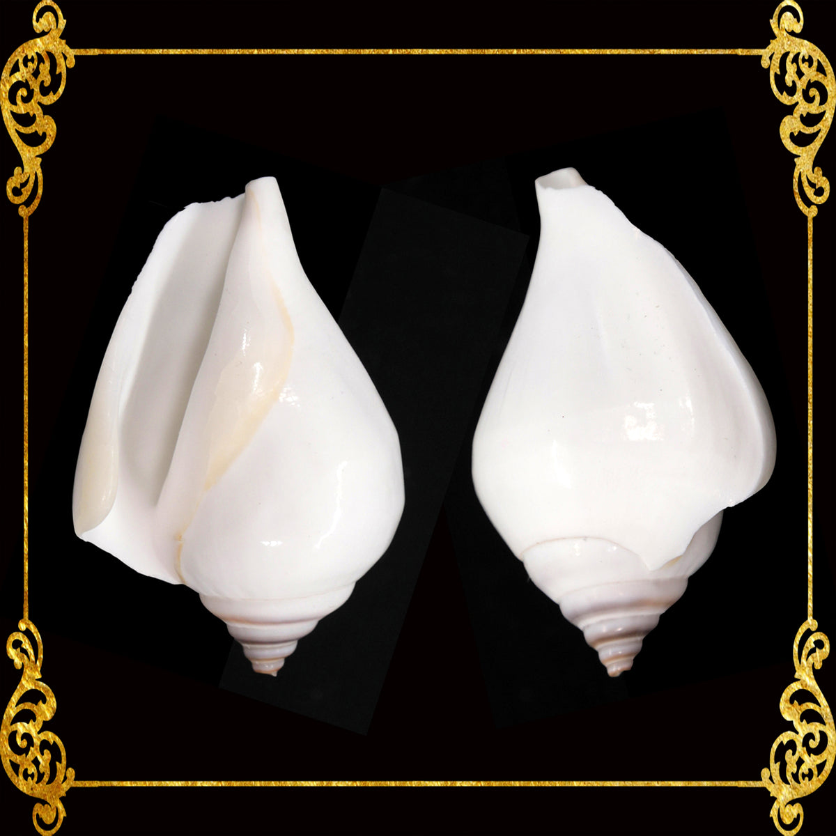 Canarium | Dog Conch | White | 2 - 2.5 Inches