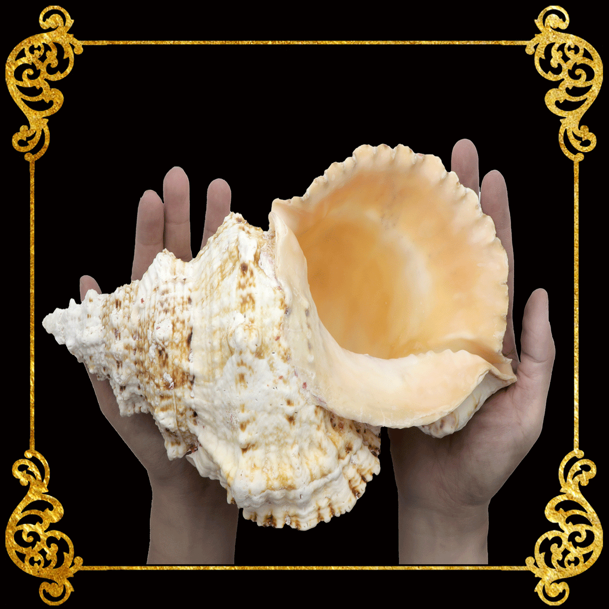 Bursa Bobo | Giant Frog Shell | 6- 10 Inches | Large