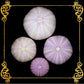 House Of Sea Urchin Purple | Astropyga Radiata | 1 - 3 inches