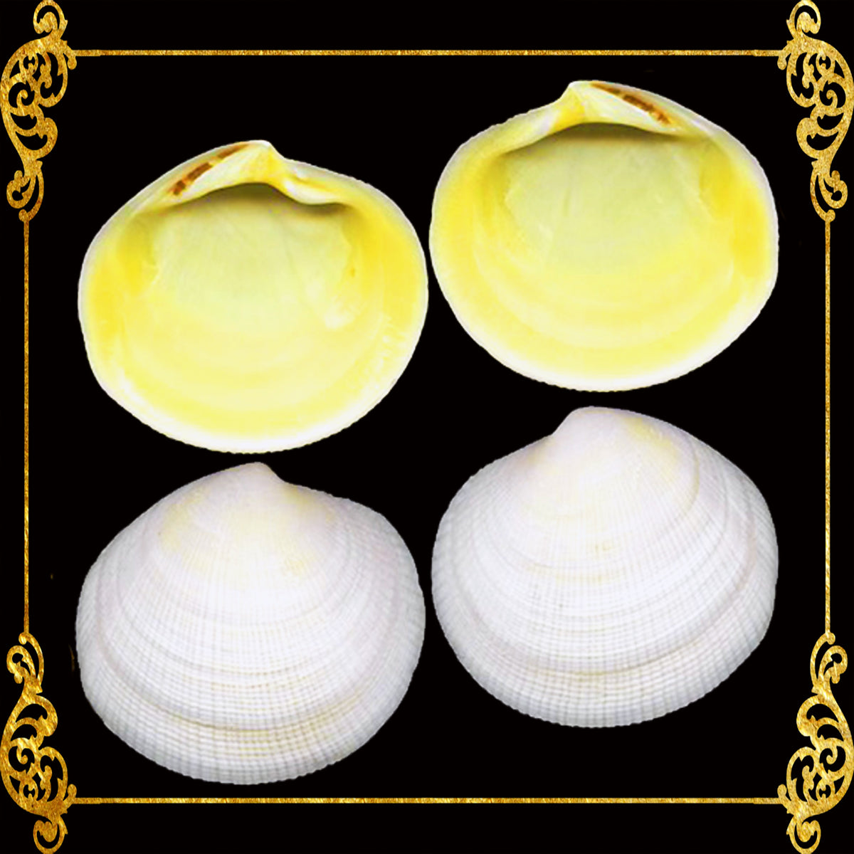 Codakia Tigrina | Pacific Tiger Lucina | 2 - 4 Inches