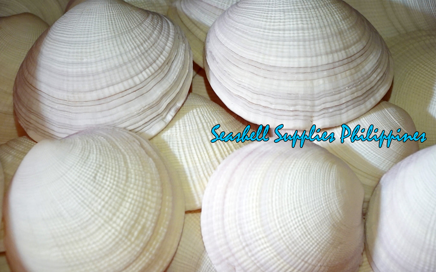 1 Kilo | Codakia | Pacific Tiger Lucina | Seashells | Sea shells