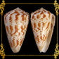 Conus Caracteristicus | Characteristic Cone | 1 - 2.5 Inches