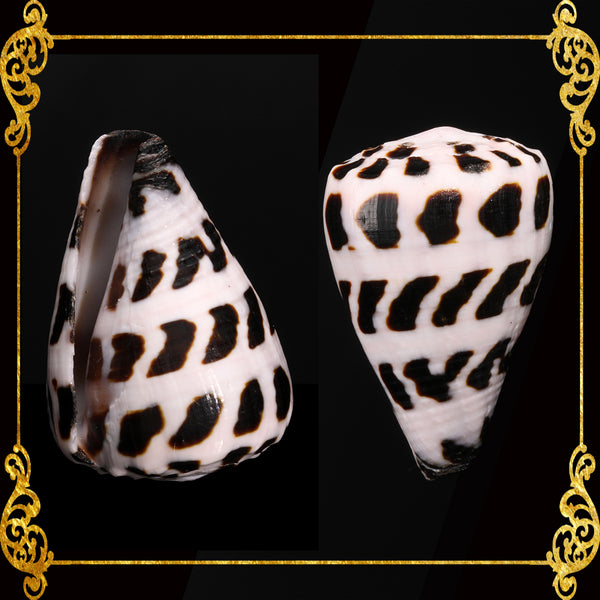 Conus Ebraeus (Hebrew Cone) | Family Conidae | Marine Seashell Philippines
