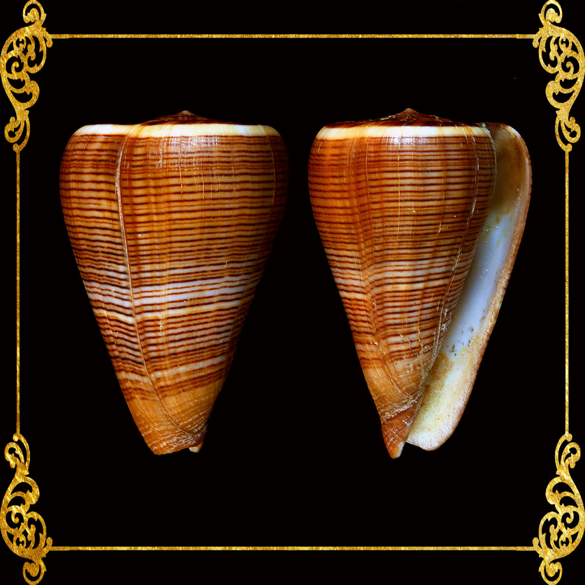 Conus Figulinus | Fig Cone | 1 - 4 Inches