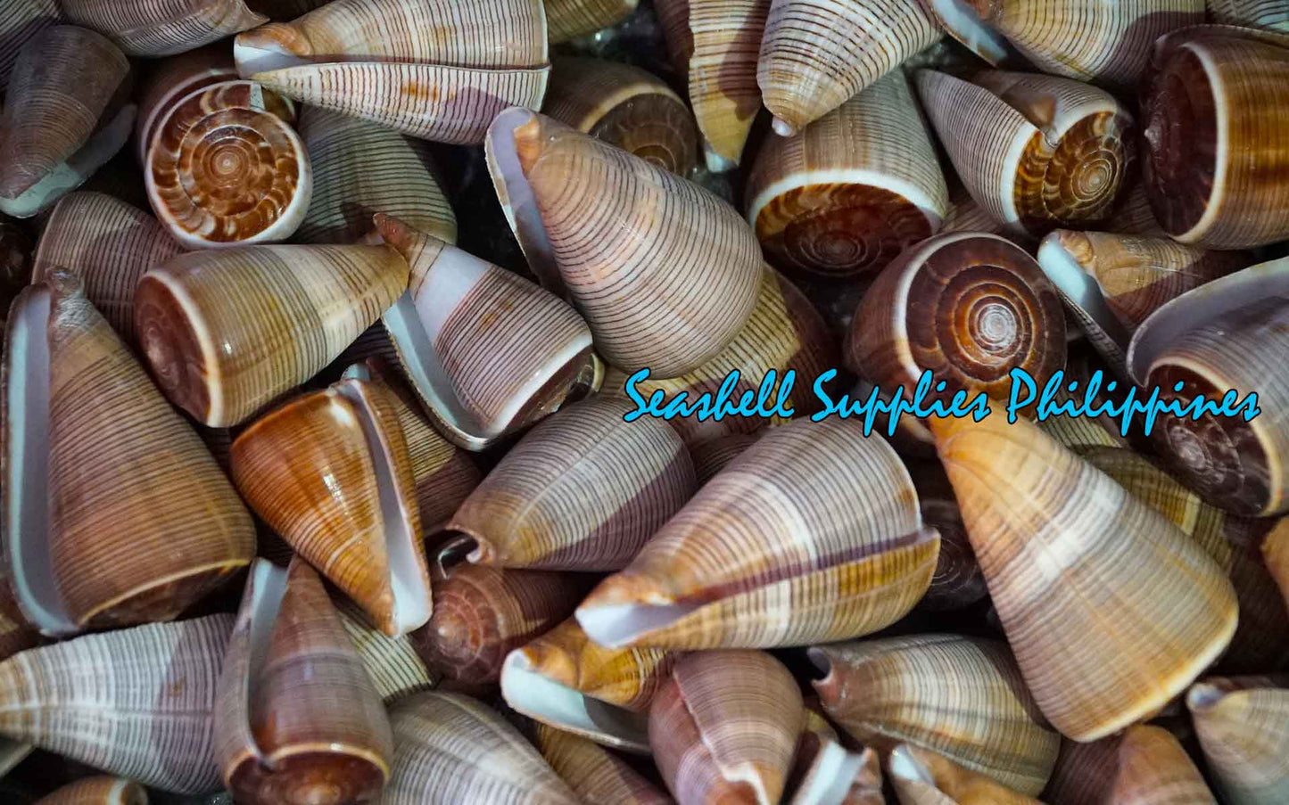 1 Kilo | Conus Figulinus | Fig Cone | Seashells | Sea shells