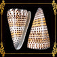 Conus Litteratus | Lettered Cone | 2 - 2.9 Inches