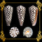 Conus Marmoreous | Marbled Cone | 2 - 3.5 Inches