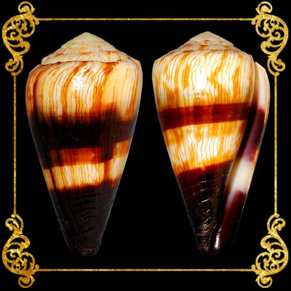 Conus Miles | Soldier Cone | 1.5 - 3.9 Inches
