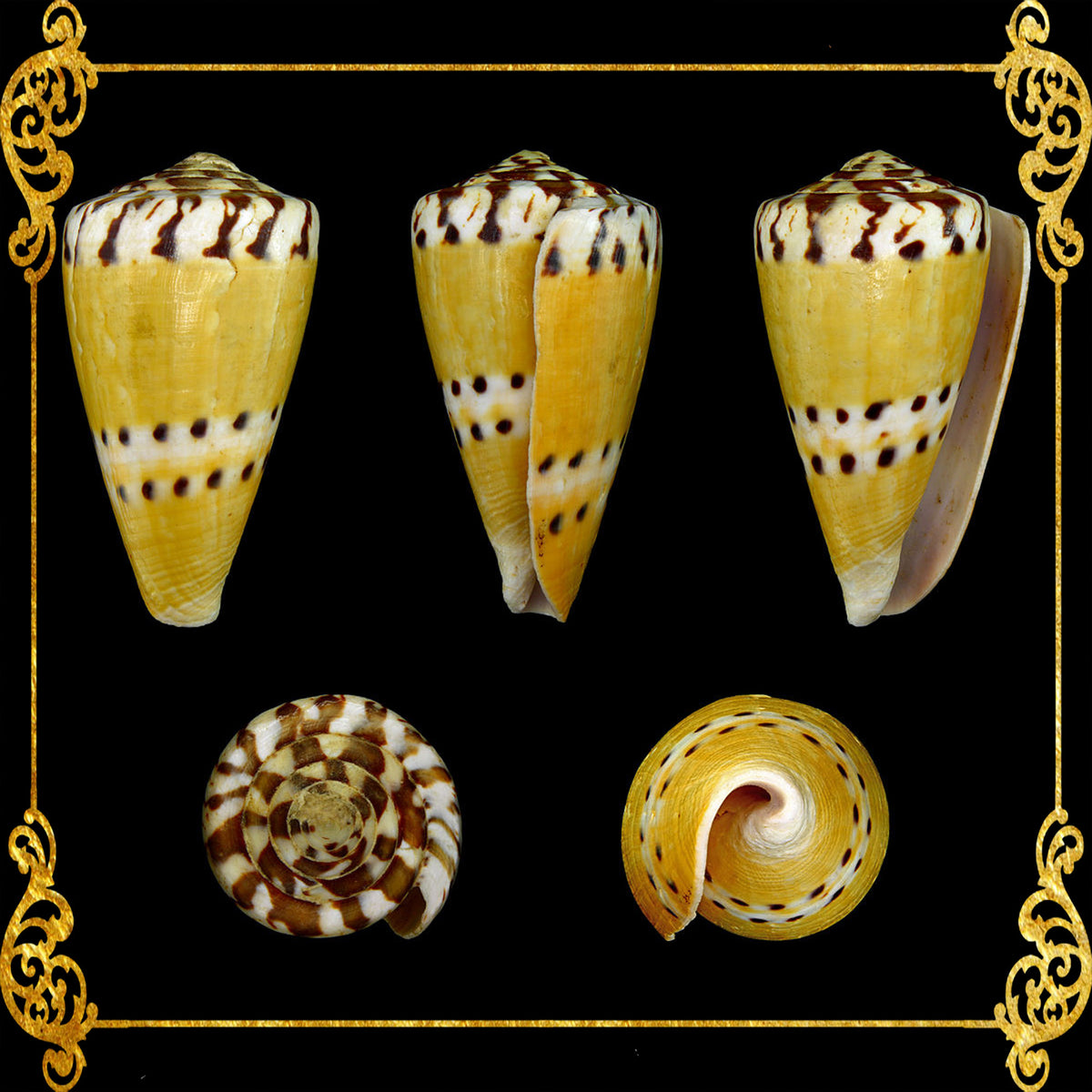 Conus Mustelinus | Weasel Cone | Capitaneous | 1 - 3 Inches