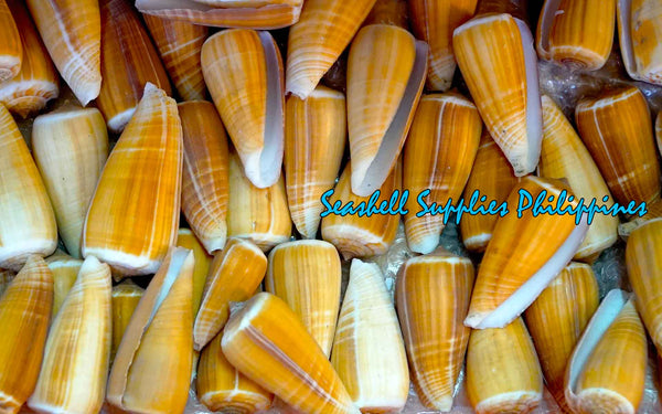 Conus | Rayed Cone Shell | Conus Radiatus