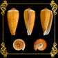 500 Grams | Conus Radiatus | Rayed Cone