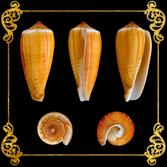 500 Grams | Conus Radiatus | Rayed Cone