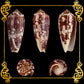 Conus Striatus | Striated Cone | 2.5 - 4 Inches