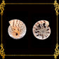 Conus Surat | Conus Suratensis | 2 - 3 Inches