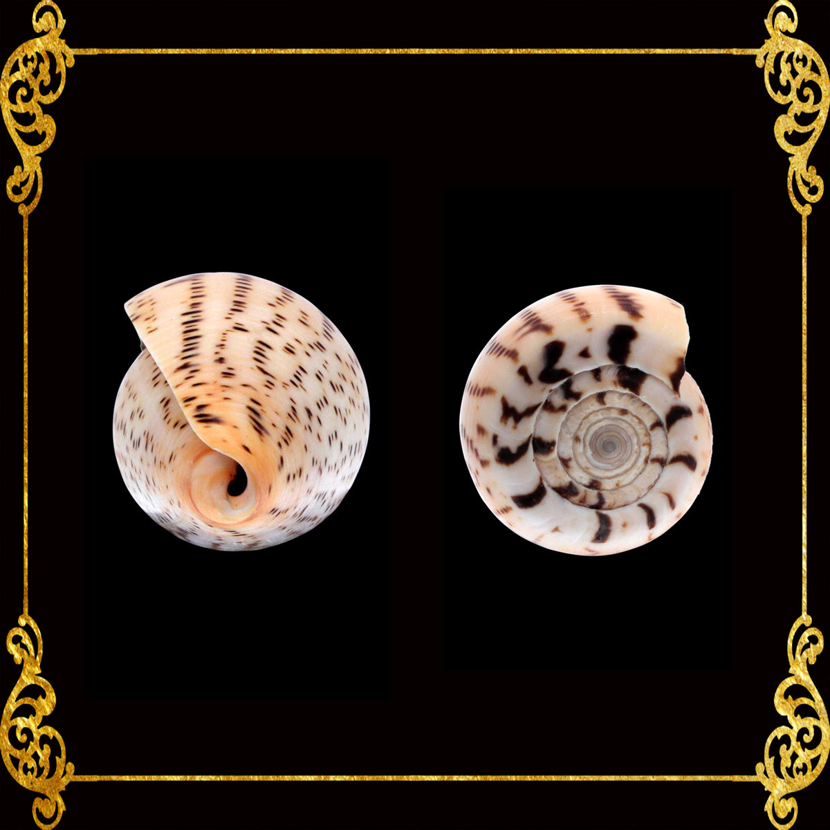 Conus Surat | Conus Suratensis | 1 - 4 Inches