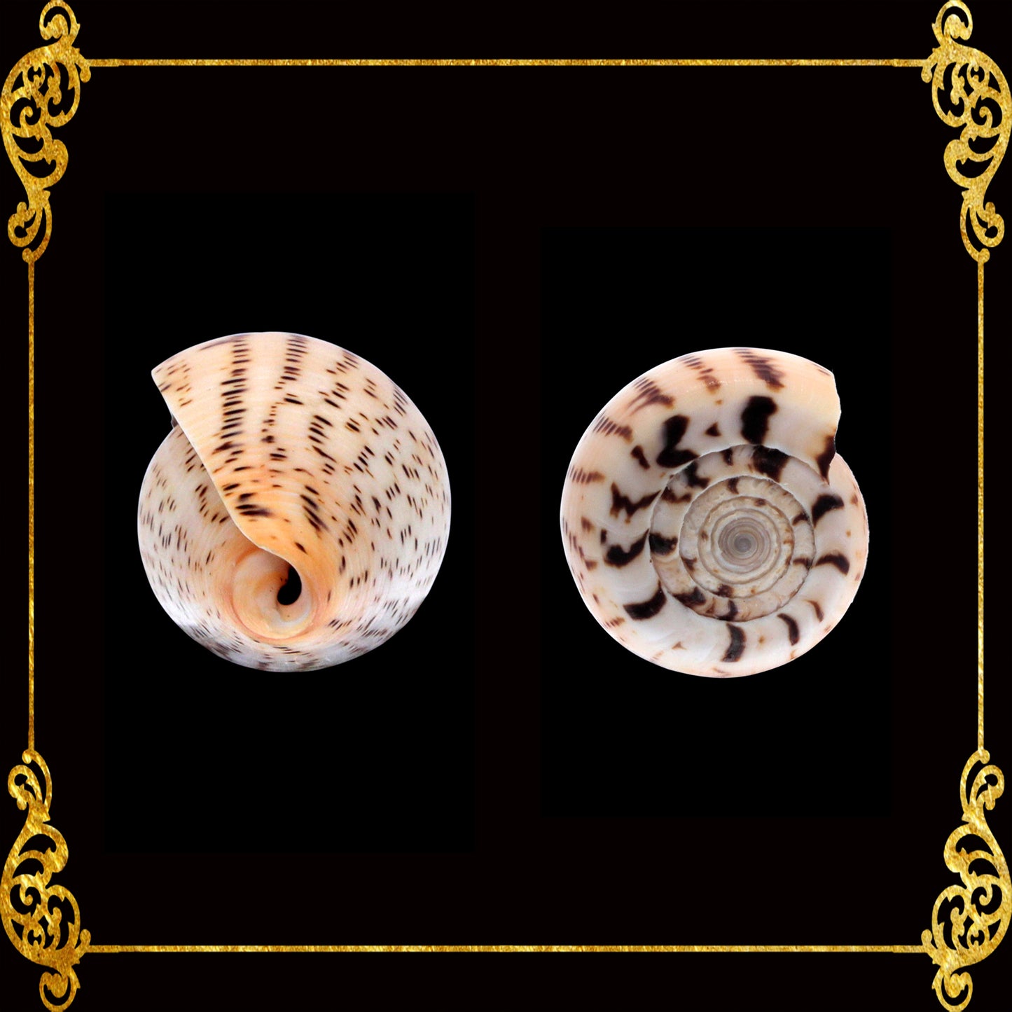 Conus Surat | Conus Suratensis | 2 - 3 Inches