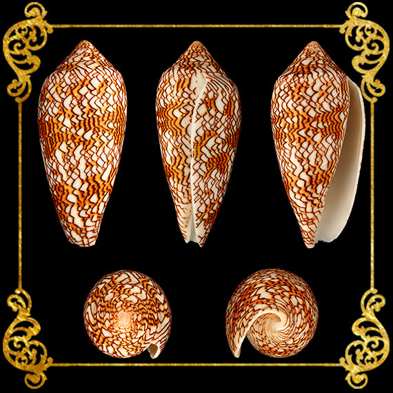 Conus Textile| Textile cone | 1 - 3.5 Inches