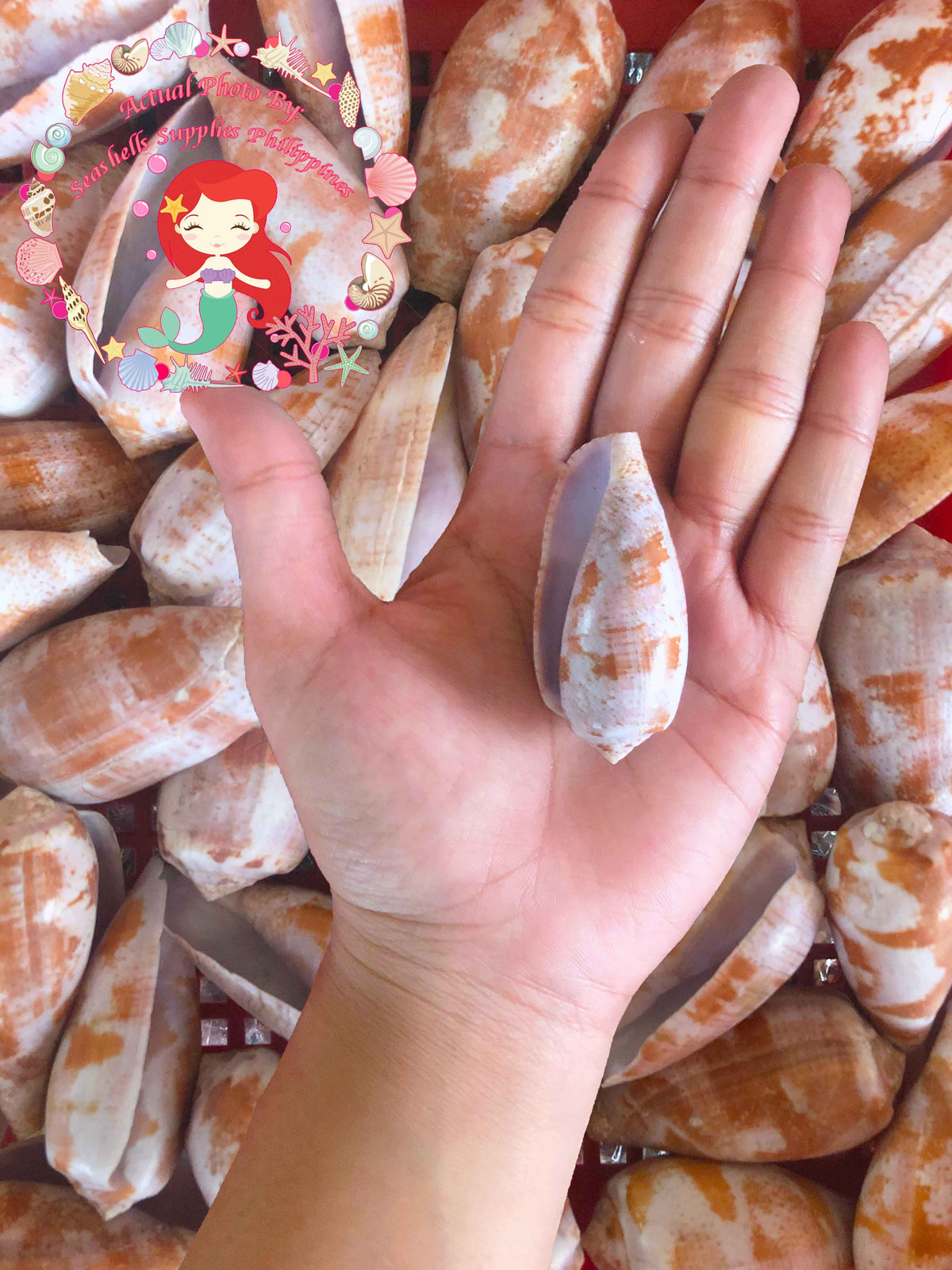 Conus Tulipa | Tulip Cone | 1.5 - 3 Inches