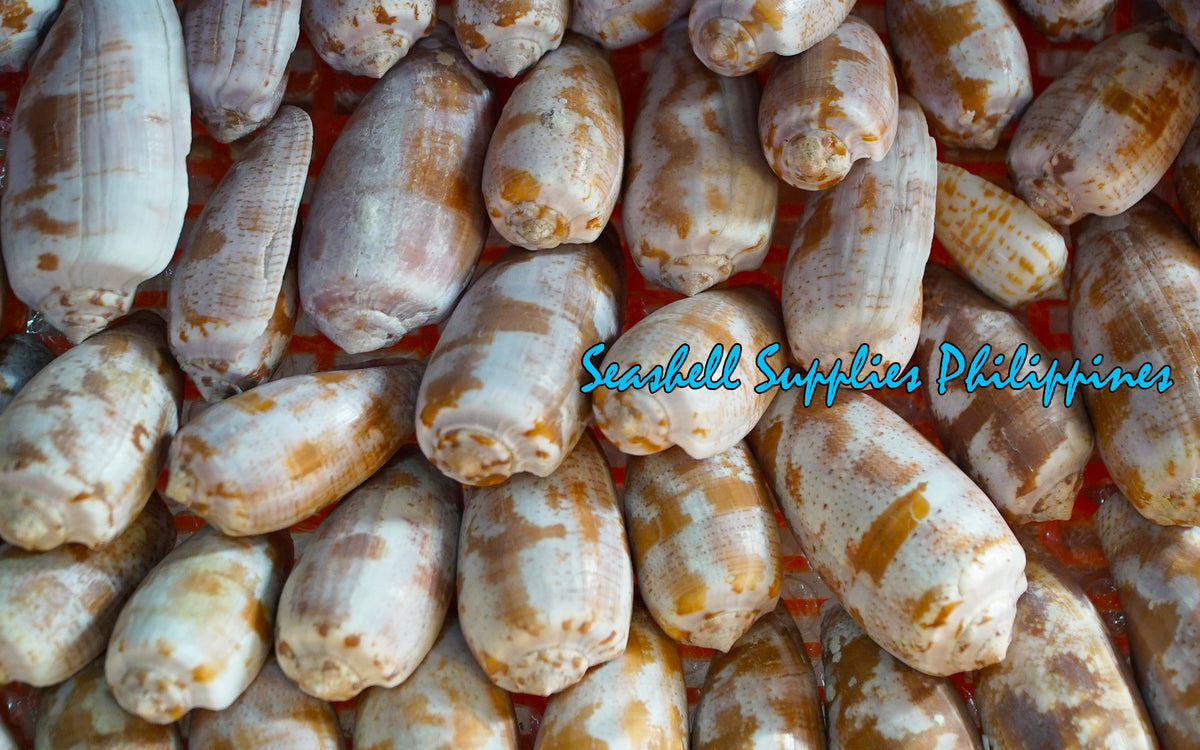 Conus Tulipa | Tulip Cone | 1.5 - 3 Inches