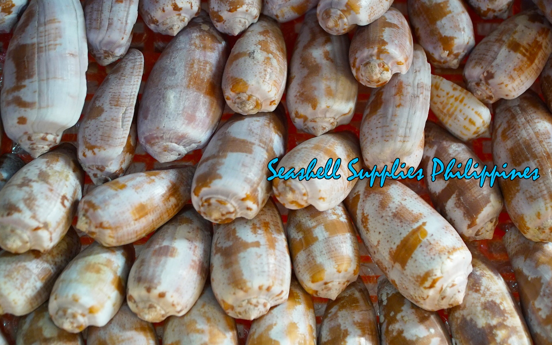 Conus Tulipa | Tulip Cone | 1.5 - 3 Inches