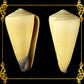 Conus Virgo | Conus Virgiconus | 2 - 2.5 Inches