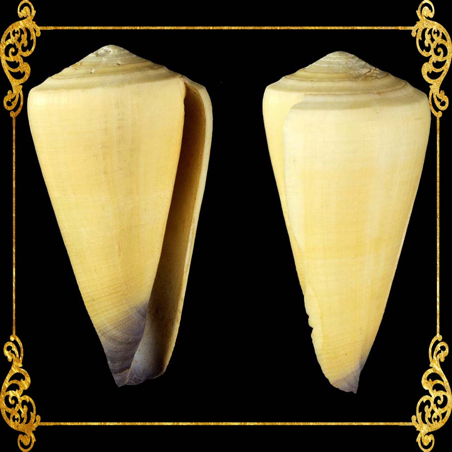 Conus Virgo | Conus Virgiconus | 2 - 2.5 Inches