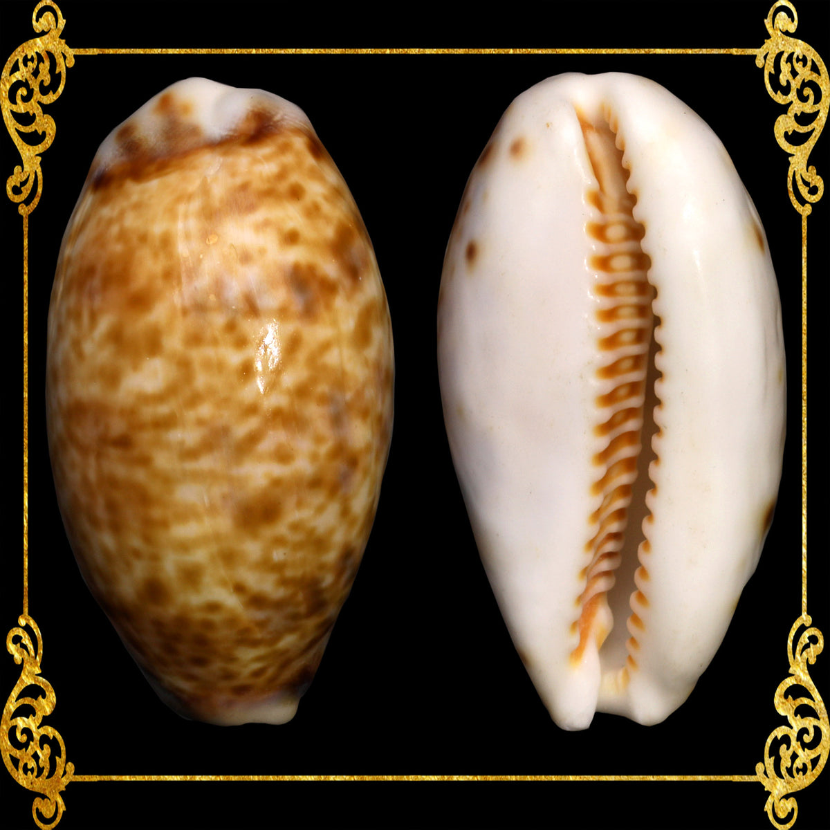 Cypraea Albuginosa | Cypraea Albuginosa | 1 - 1.5 cm