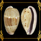 Cyprea Albuginosa | Walker's Cowrie | Samar | 1.6 - 3 Inches