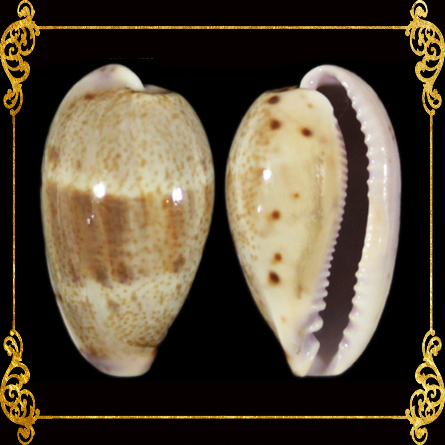 Cyprea Albuginosa | Walker's Cowrie | Samar | 1.6 - 3 Inches