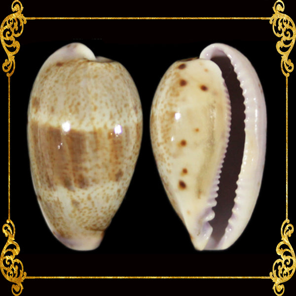 Cyprea Albuginosa | Walker's Cowrie | Samar | 1.5 - 3 Inches