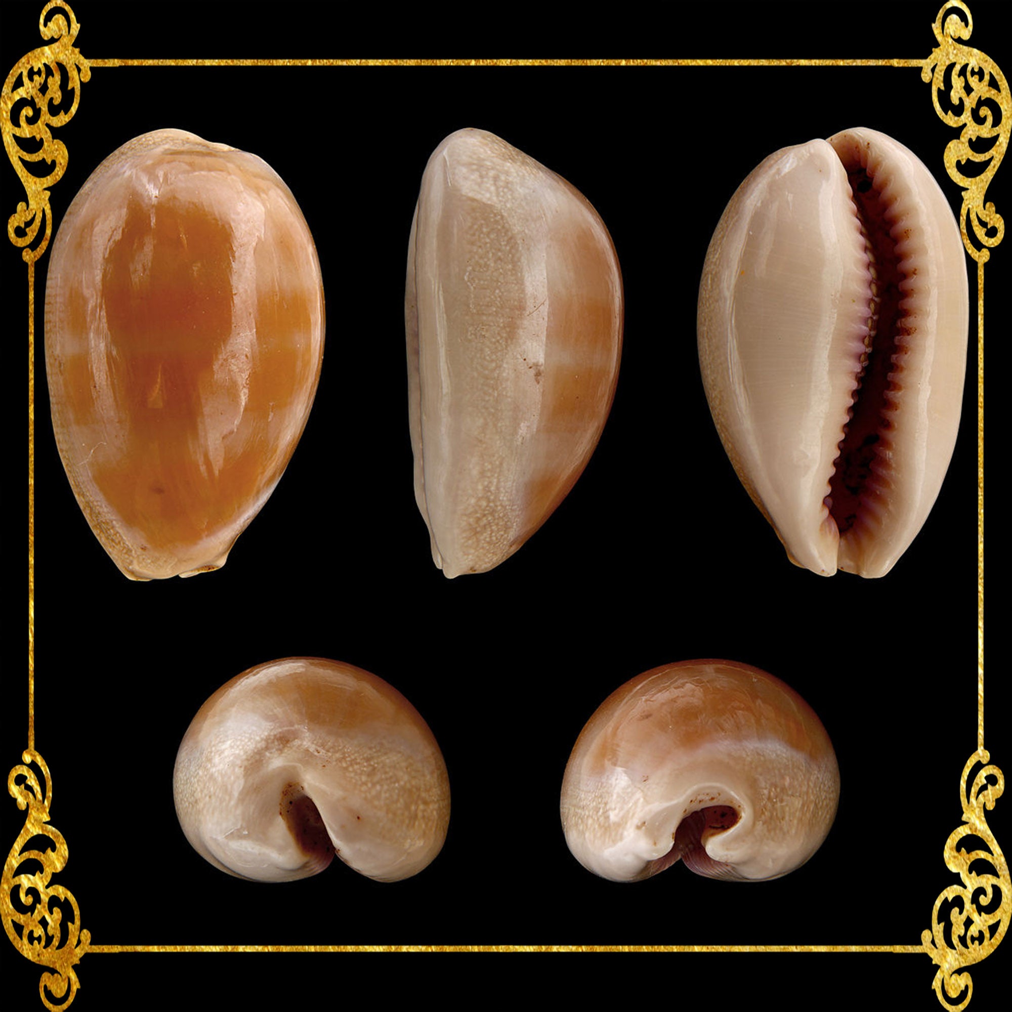 Cyprea Cyprea Carneola | Carnelian Cowrie | 0.5 - 1.5 Inches – Seashell ...